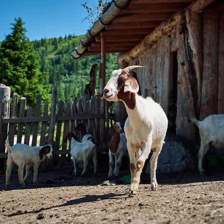 Gehwolfalm * Grossarl